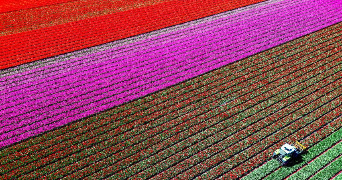 Tohle není Photoshop: Nizozemská pole každé jaro explodují barvami