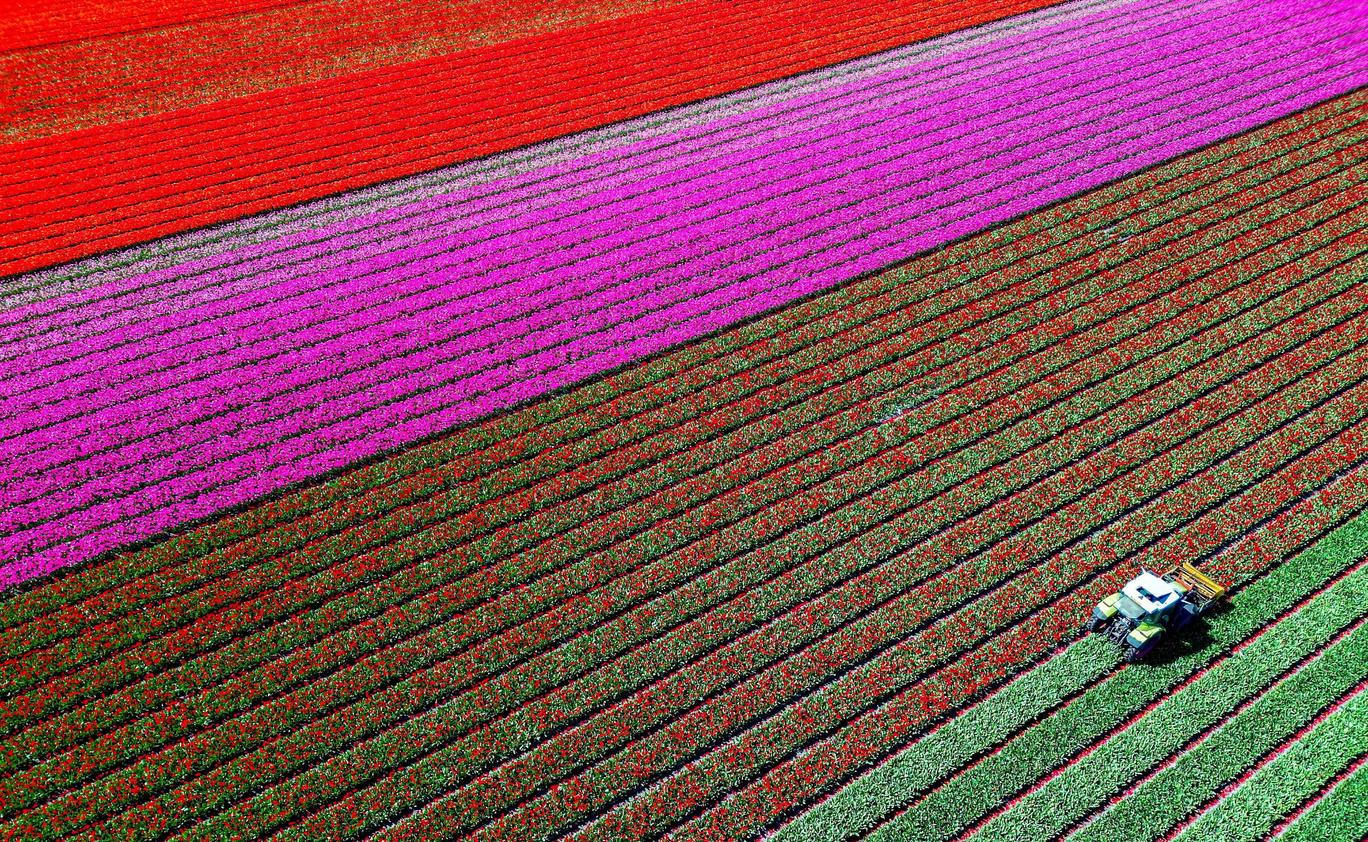 Tulips in a field in LisseKrajina jako z photoshopu: Lisse každé jaro exploduje barvami tulipánů