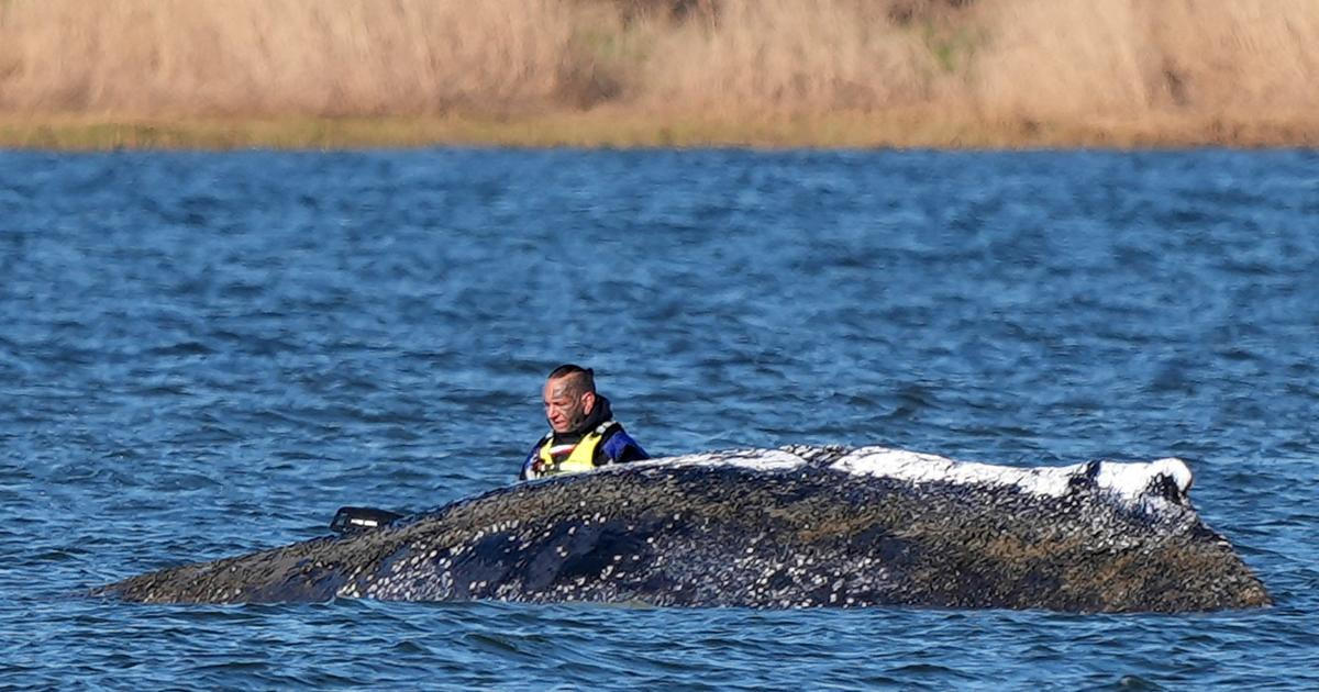 Uvázlou velrybu Timmyho chtějí ochranáři odvézt do moře nákladním člunem