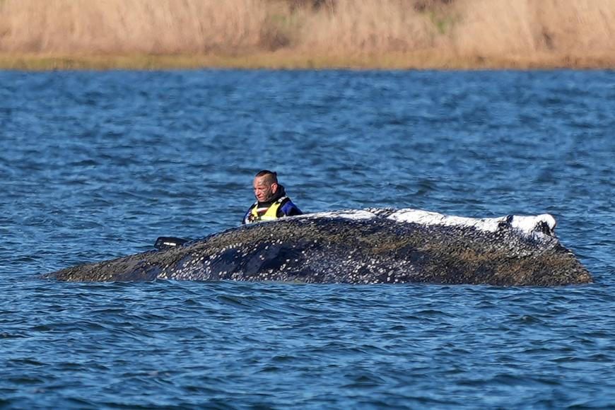 Uvázlou velrybu Timmyho chtějí ochranáři odvézt do moře nákladním člunem