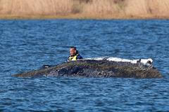 Humpback whale lies on a sandbank off the Baltic island of Poel