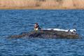 Humpback whale lies on a sandbank off the Baltic island of Poel