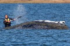 Humpback whale lies on a sandbank off the Baltic island of Poel