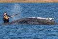 Humpback whale lies on a sandbank off the Baltic island of Poel
