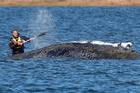 Humpback whale lies on a sandbank off the Baltic island of Poel