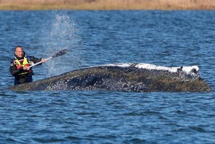 Humpback whale lies on a sandbank off the Baltic island of Poel