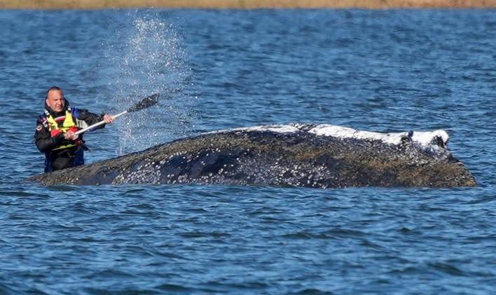 Humpback whale lies on a sandbank off the Baltic island of Poel