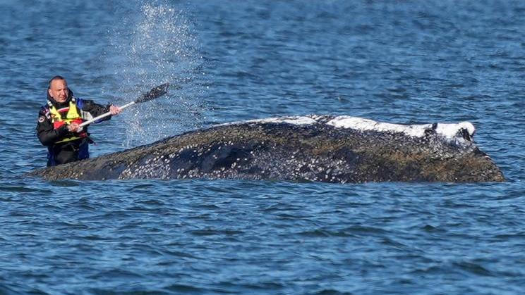 Humpback whale lies on a sandbank off the Baltic island of Poel