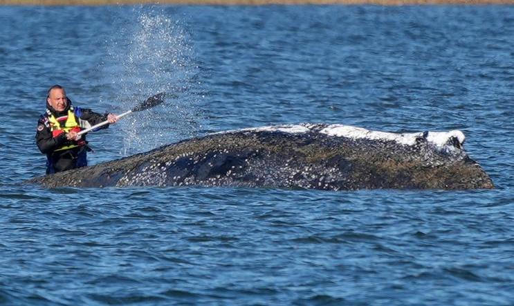 Humpback whale lies on a sandbank off the Baltic island of Poel