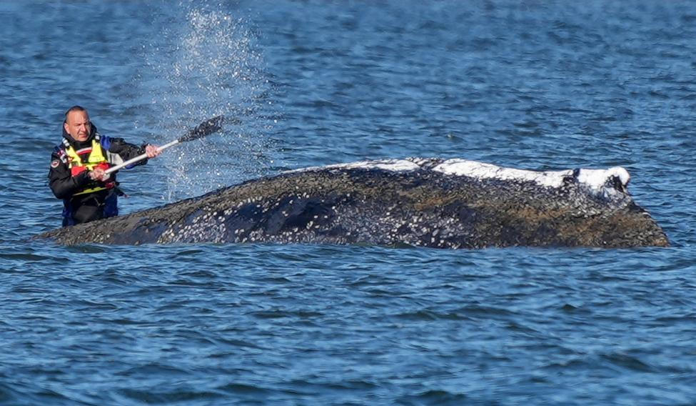Humpback whale lies on a sandbank off the Baltic island of Poel