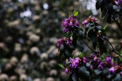 Rostliny vadly kvůli prudkému ochlazení během jarního počasí v přírodní rezervaci Central Park v New Yorku.