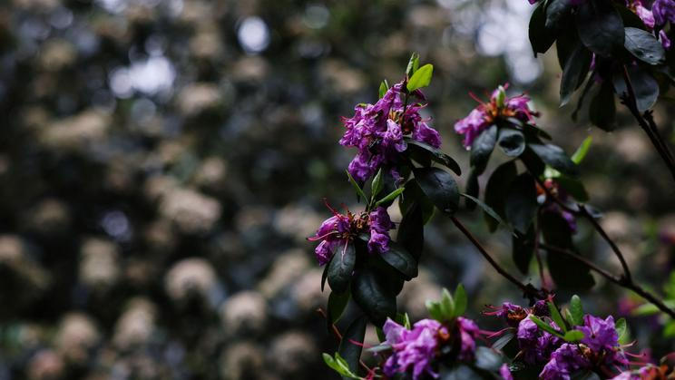 Rostliny vadly kvůli prudkému ochlazení během jarního počasí v přírodní rezervaci Central Park v New Yorku.