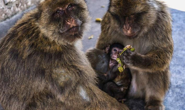 ARCHIVNÍ FOTO: Makakové drží jídlo, zatímco mezi nimi sedí mládě u skály v britském zámořském území Gibraltar