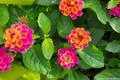 Lantana Camara