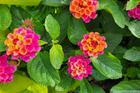 Lantana Camara