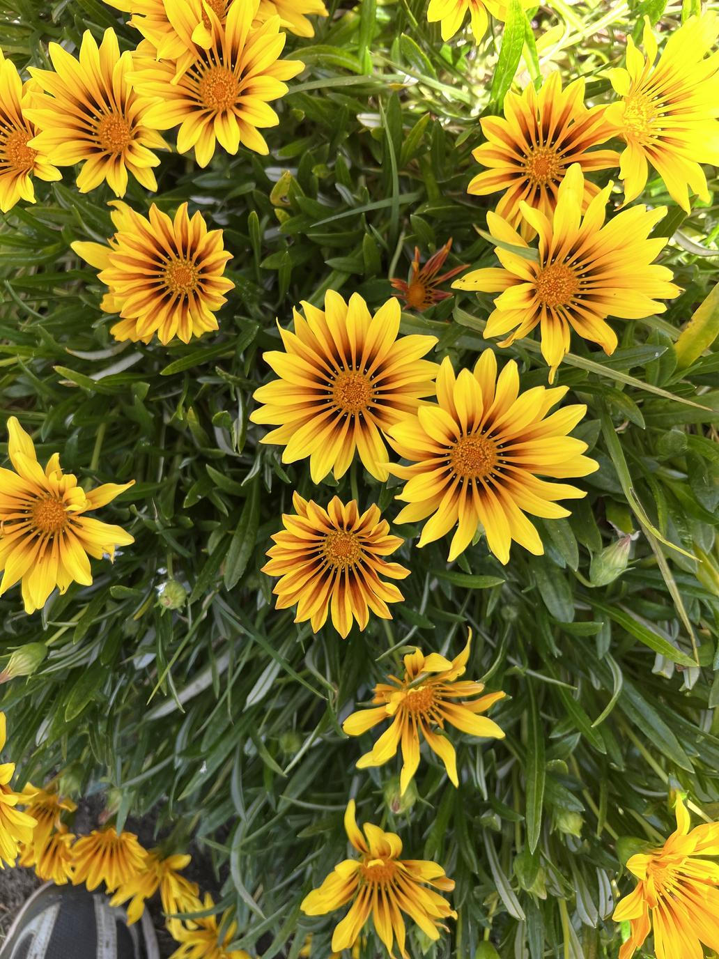 Gazánie je nádherná a nenáročná letnička, která vám bude dělat svými květy radost celé léto. Gazania,Ringens,Var.,Uniflora,,One-flowered,Treasure,Flower,,Perennial,Herb,With