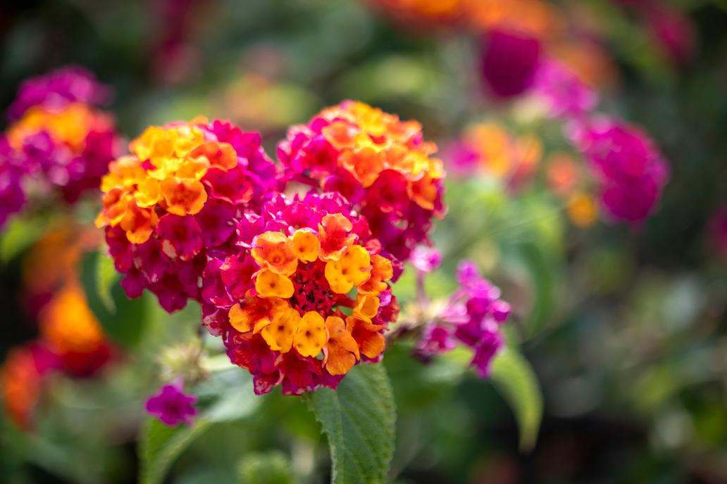 S lantanou rozhodně neuděláte chybu. Tree,Verbena,,Lantana,Camara.,Macro,Close-up.