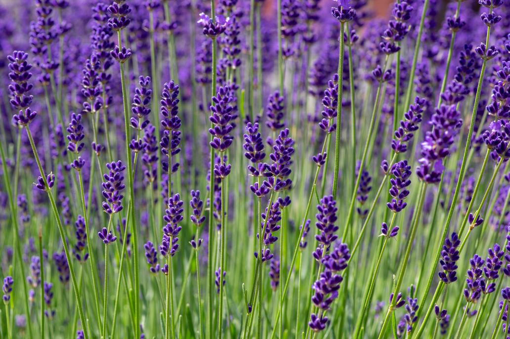 Levandule je nejen krásná a nenáročná, ale zamilujete si ji i díky její omamné vůni. Lavandula,Angustifolia,Bunch,Of,Flowers,In,Bloom,,Purple,Scented,Flowering