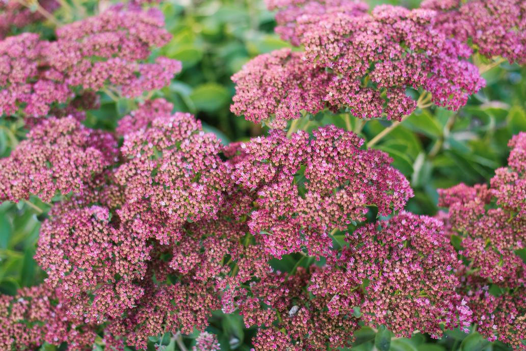 Sedum bude kvést až do podzimu. Pink,Sedum,Flowers,(sedum,Spectabile),In,Full,Bloom.,Close,Up