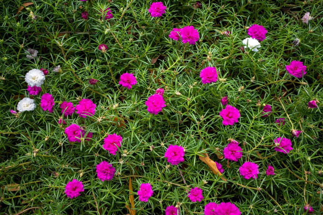 Šrucha je ideální pro všechny, kdo pravidelně zapomínají na zálivku. Portulaca,Grandiflora,(moss,Rose,,Sun,Plant,,Sun,Rose),,A,Colorful