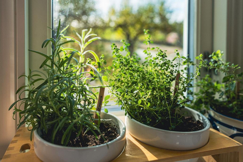 Bylinky jako rozmarýn nebo tymián jsou nejen dekorativní, ale také nenáročné. A,Closeup,Shot,Of,Rosemary,And,Thyme,Herbs,Growing,In