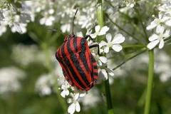 V české přírodě najdeme kolem sedmi tisíc různých druhů brouků. Kolik jich poznáte vy?