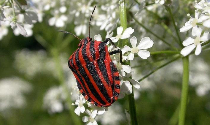 V české přírodě najdeme kolem sedmi tisíc různých druhů brouků. Kolik jich poznáte vy?