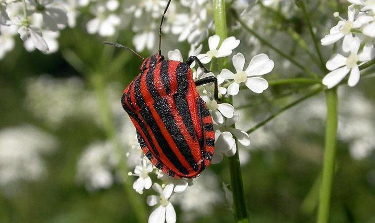 V české přírodě najdeme kolem sedmi tisíc různých druhů brouků. Kolik jich poznáte vy?
