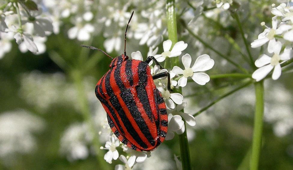 V české přírodě najdeme kolem sedmi tisíc různých druhů brouků. Kolik jich poznáte vy?