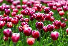 Krajina jako z photoshopu: v Lisse každé jaro explodují barvy tulipánů