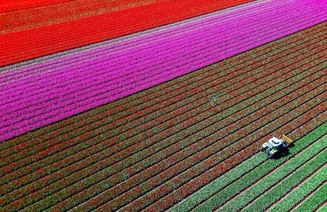 Krajina jako z photoshopu: v Lisse každé jaro explodují barvy tulipánů