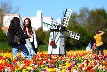 Krajina jako z photoshopu: v Lisse každé jaro explodují barvy tulipánů