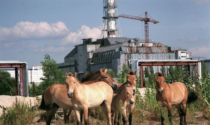 V okolí Černobylu se po odchodu lidí daří například vzácnému koni Převalského.