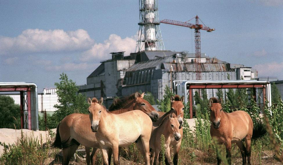 V okolí Černobylu se po odchodu lidí daří například vzácnému koni Převalského.