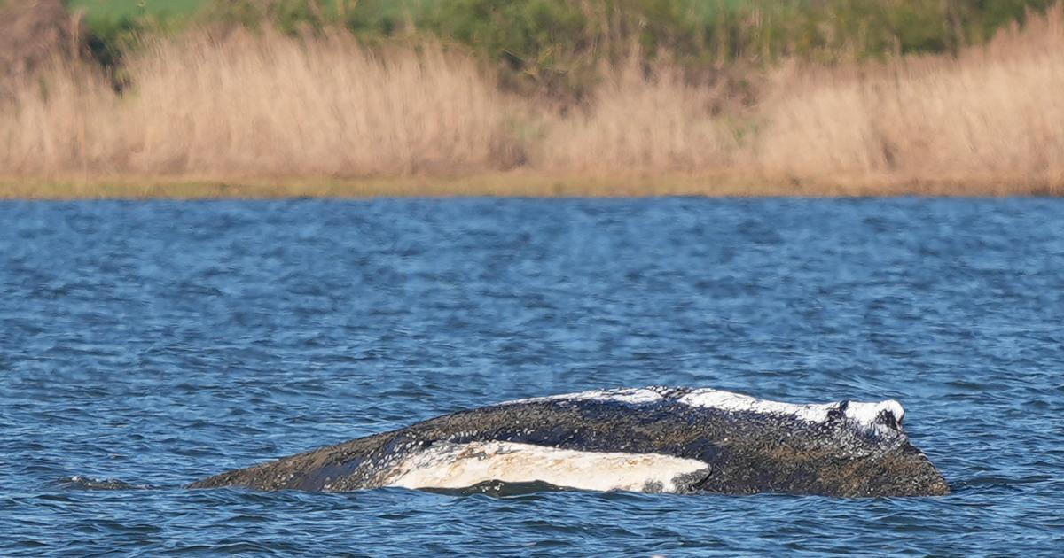 Pokračování operace "Zachraňte Timmyho": Záchranáři ho zkusí naložit na člun v úterý
