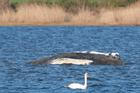 Humpback whale lies on a sandbank off the Baltic island of Poel
