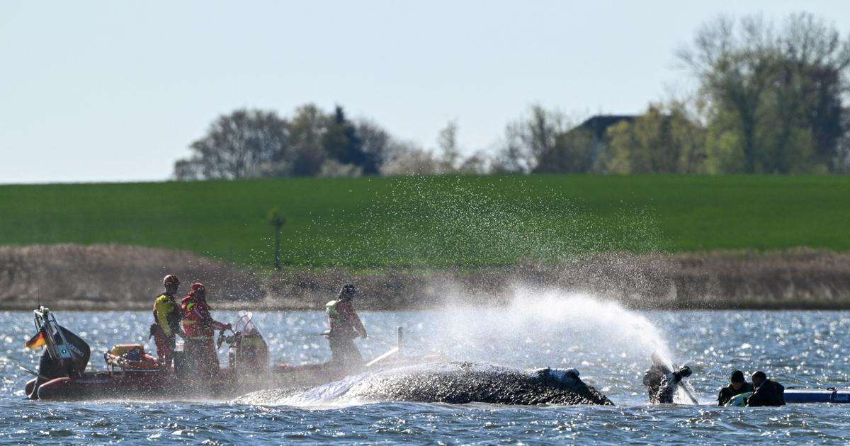 „Dnes se rozhodne.“ Poslední pokus o záchranu velryby Timmyho