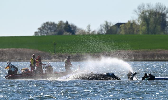 Humpback whale lies on a sandbank off the Baltic island of Poel