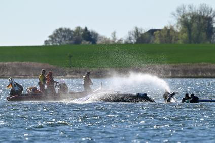 Humpback whale lies on a sandbank off the Baltic island of Poel