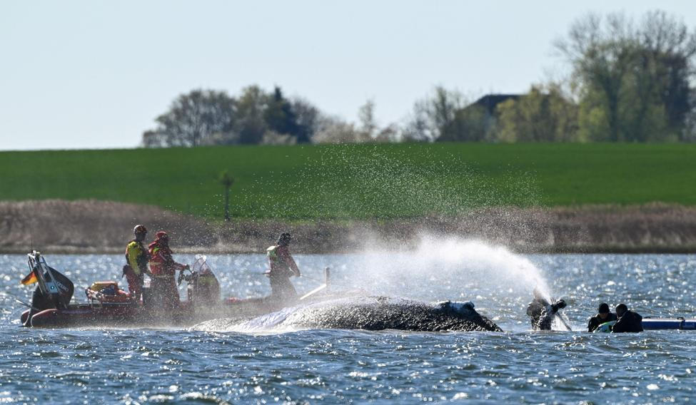 Humpback whale lies on a sandbank off the Baltic island of Poel