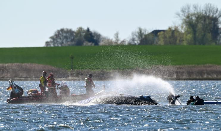 Humpback whale lies on a sandbank off the Baltic island of Poel