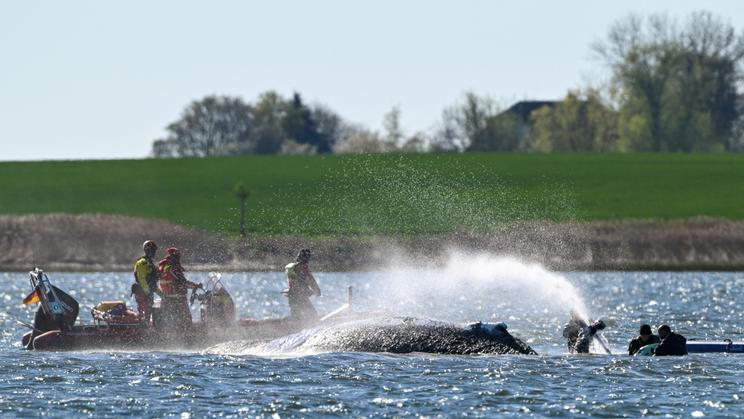Humpback whale lies on a sandbank off the Baltic island of Poel