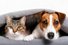 Jack,Russell,The,Dog,And,The,Cat,Look,At,The
