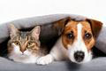 Jack,Russell,The,Dog,And,The,Cat,Look,At,The