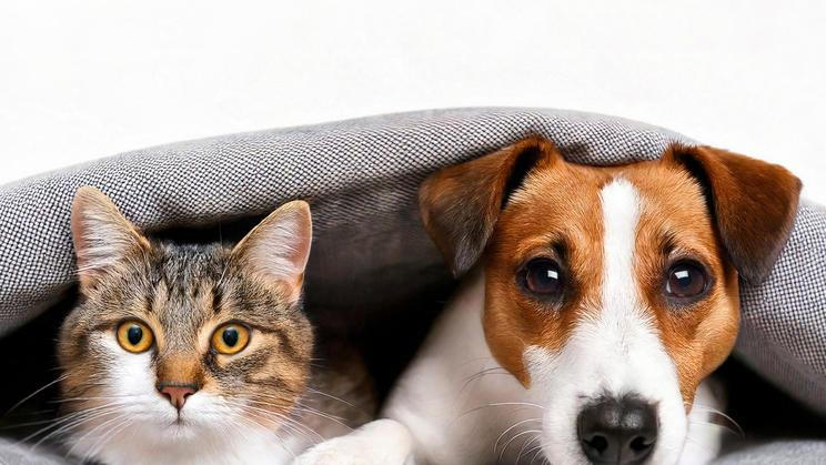 Jack,Russell,The,Dog,And,The,Cat,Look,At,The