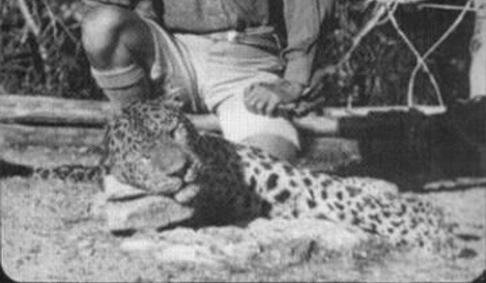 Koncem roku 1925 se do štvanice na levharta zapojil tehdy už známý a uznávaný lovec lidožravých šelem Jim Corbett. Ten nakonec po desetitýdenním pronásledování levharta 2. května 1926 zastřelil.