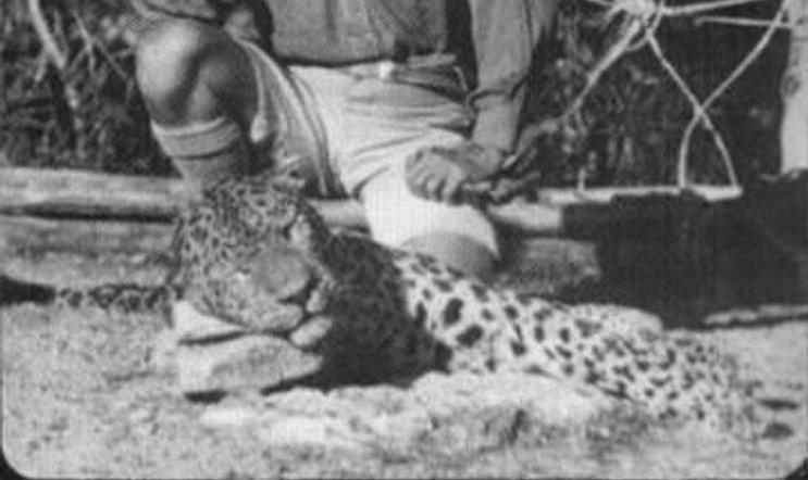 Koncem roku 1925 se do štvanice na levharta zapojil tehdy už známý a uznávaný lovec lidožravých šelem Jim Corbett. Ten nakonec po desetitýdenním pronásledování levharta 2. května 1926 zastřelil.