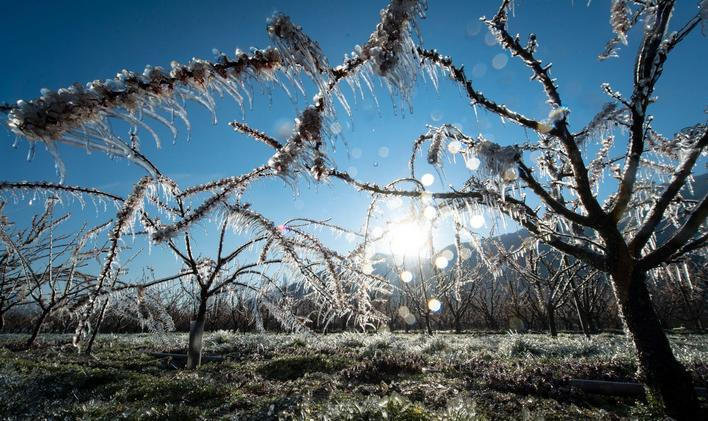 Fotogalerie / Vinice / Sady / Mrazy / ČTK / Update 31.3. 2020