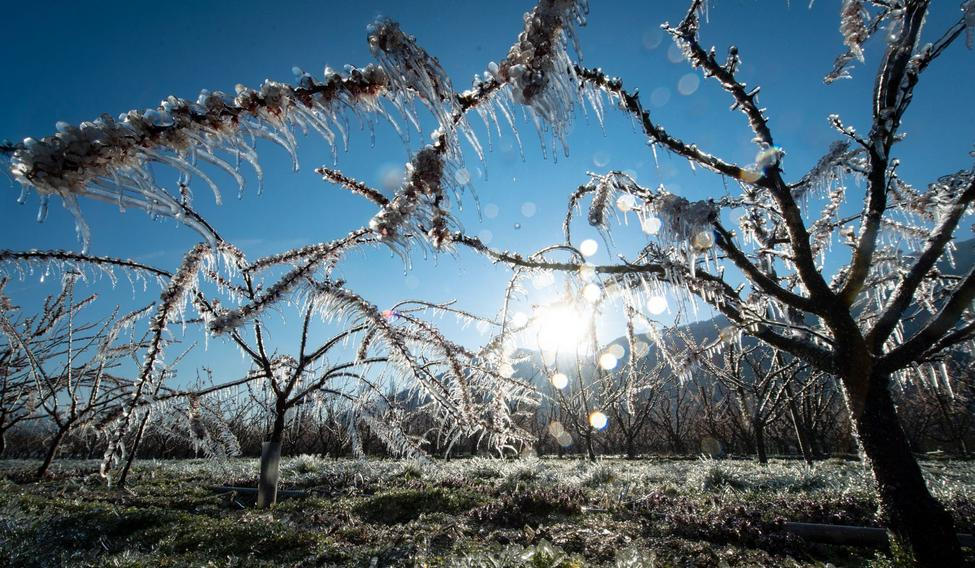 Fotogalerie / Vinice / Sady / Mrazy / ČTK / Update 31.3. 2020