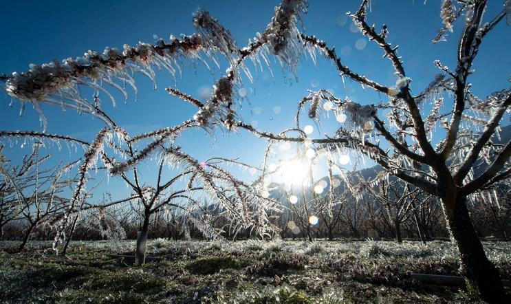 Fotogalerie / Vinice / Sady / Mrazy / ČTK / Update 31.3. 2020